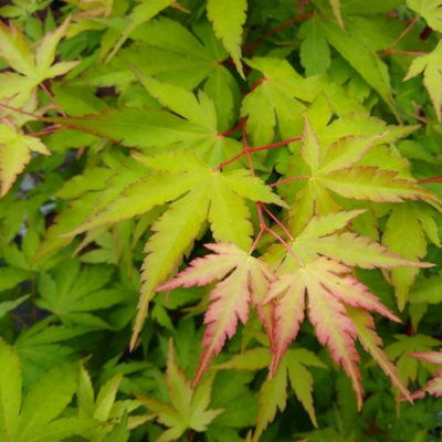 Acer Palmatum Sangokaku - Hardy Deciduous Plant in a 12cm Pot
