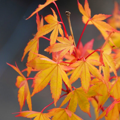 Acer Palmatum Sangokaku - Hardy Deciduous Plant in a 12cm Pot - 3