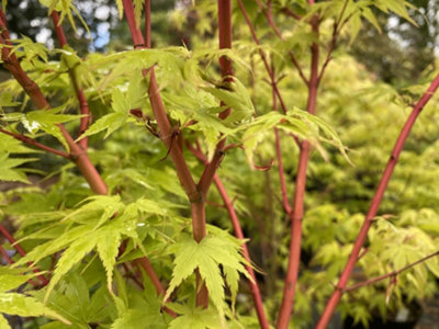 Acer Palmatum Sangokaku - Hardy Deciduous Plant in a 12cm Pot - 4