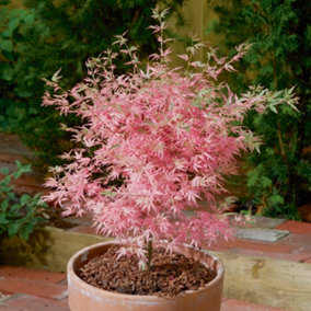 Acer Palmatum Tree 'Taylor' in a 13cm Pot - Established Young Tree Potted for Gardens and Patios - Pink Japanese Maple Tree in 13c