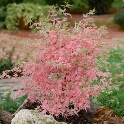 Acer Palmatum Tree 'Taylor' in a 13cm Pot - Established Young Tree Potted for Gardens and Patios - Pink Japanese Maple Tree in 13c