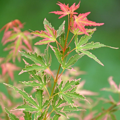 Acer Palmatum Tree 'Taylor' in a 13cm Pot - Established Young Tree Potted for Gardens and Patios - Pink Japanese Maple Tree in 13c - 3