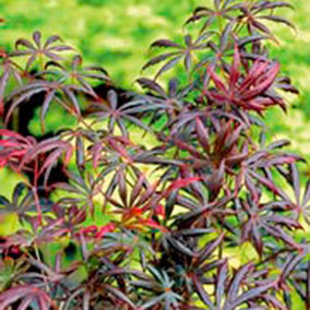 Acer Palmatum Trompenburg - 3 Litre Potted Plant x 1