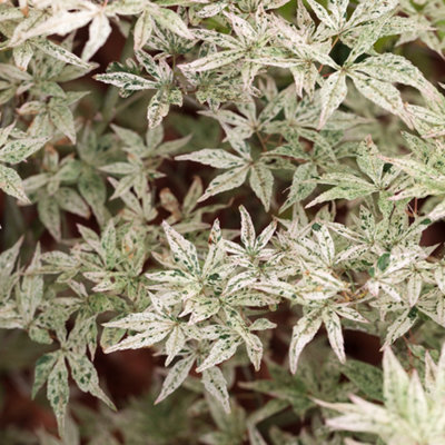 Acer palmatum Ukigumo Established Plant in 3L Pot