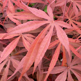 Acer Pevé Dave - Unique Variegated Foliage, Outdoor Plant, Ideal for Gardens, Compact Size (50-70cm Height Including Pot)