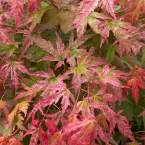 Acer Phoenix Garden Tree - Striking Red Foliage, Compact Size, Hardy (15-30cm Height Including Pot)