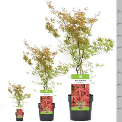 Acer Phoenix Garden Tree - Striking Red Foliage, Compact Size, Hardy ...