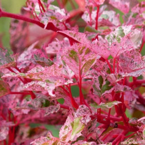 Acer Red Flamingo - Variegated Foliage, Outdoor Plant, Ideal for Gardens, Compact Size (50-70cm Height Including Pot)