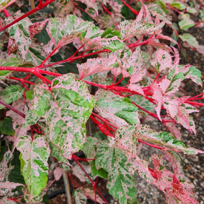 Ung vindue Tom Audreath Acer Red Flamingo - Variegated Foliage, Outdoor Plant, Ideal for Gardens,  Compact Size (50-70cm) | DIY at B&Q