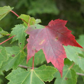 Acer rubrum  / Red Maple, 3-4ft Tall In 2L Pot, Stunning Autumn Colours 3FATPIGS