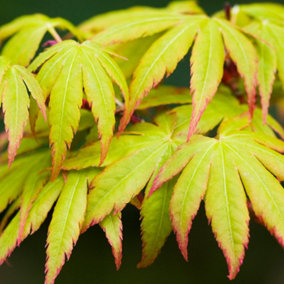 Acer Sango-Kaku - Coral Bark Maple, Outdoor Plant, Ideal for Gardens, Compact Size (50-70cm Height Including Pot)