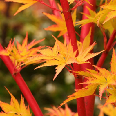 Acer Sango-Kaku - Coral Bark Maple, Outdoor Plant, Ideal for Gardens, Compact Size (50-70cm Height Including Pot)