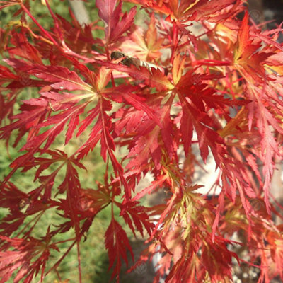 Acer Seiryu - Graceful Japanese Maple Tree for Serene UK Gardens - Outdoor Plant (30-40cm Height Including Pot)