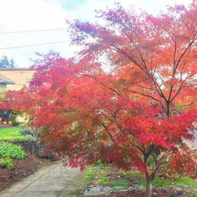Acer Seiryu - Graceful Japanese Maple Tree for Serene UK Gardens - Outdoor Plant (30-40cm Height Including Pot)