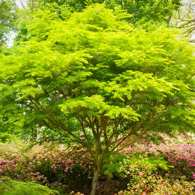 Acer Seiryu - Graceful Japanese Maple Tree for Serene UK Gardens - Outdoor Plant (30-40cm Height Including Pot) - 3