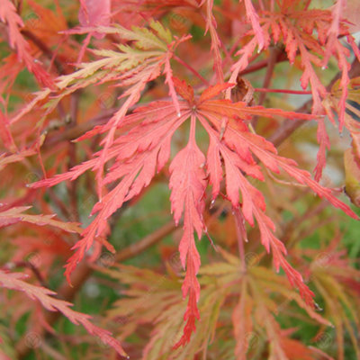 Acer Seiryu - Graceful Japanese Maple Tree for Serene UK Gardens - Outdoor Plant (30-40cm Height Including Pot) - 5