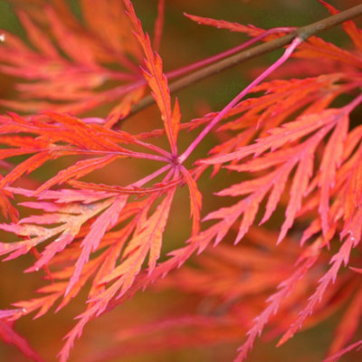 Acer Seiryu - Green Laceleaf Japanese Maple, Ornamental Tree