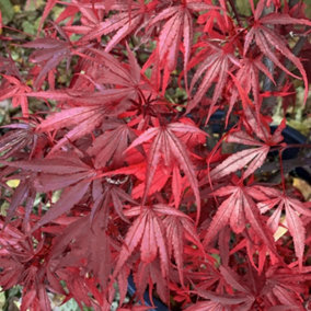 Acer Shaina - Dwarf Japanese Maple, Outdoor Plant, Ideal for Gardens, Compact Size (50-70cm Height Including Pot)