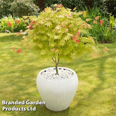 Acer Shirasawanum Moonrise 13cm Potted  Plant x 1