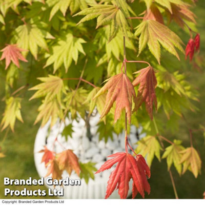 Acer Shirasawanum Moonrise 13cm Potted  Plant x 1