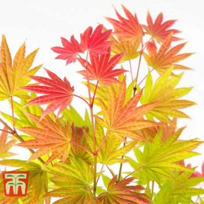 Acer Shirasawanum Moonrise 13cm Potted  Plant x 1 - 3