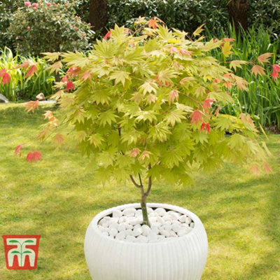 Acer Shirasawanum Moonrise 13cm Potted  Plant x 1 - 4