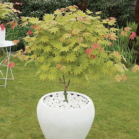 Acer shirasawanum Moonrise Japanese Maple in a 3L pot