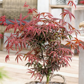 Acer Starfish - Japanese Maple, Ornamental Tree (50-70cm Height Including Pot)
