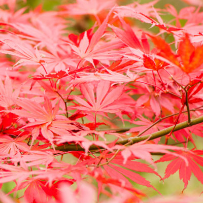 Acer Sumi Nagashi - Japanese Maple, Outdoor Plant, Ideal for Gardens, Compact Size (50-70cm Height Including Pot)