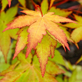 Acer Summer Gold - Golden Foliage, Outdoor Plant, Ideal for Gardens, Compact Size (80-100cm Height Including Pot)