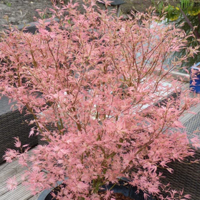 Acer Taylor - Japanese Maple, Ornamental Tree (20-30cm Height Including Pot)