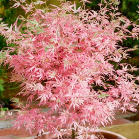 Acer Taylor - Japanese Maple, Outdoor Plant, Ideal for Gardens, Compact Size (50-70cm Height Including Pot)