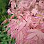 Acer Taylor - Japanese Maple, Outdoor Plant, Ideal for Gardens, Compact Size (50-70cm Height Including Pot)