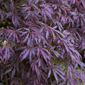 Acer Trompenburg - Japanese Maple, Outdoor Plant, Ideal for Gardens, Compact Size (80-100cm Height Including Pot)
