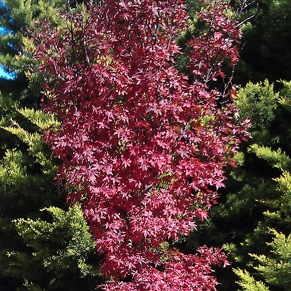 Acer Twombly's Red Sentinel - Japanese Maple, Outdoor Plant Acer Twombly's Red Sentinel - Japanese Maple, Outdoor Plant
