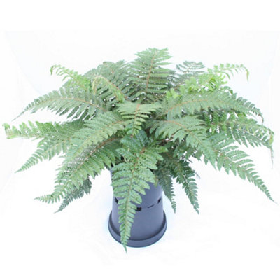 Achillea Cerise Queen 12 Plug Plants - 3