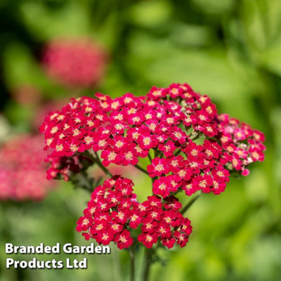 Achillea Cerise Queen 24 Plug Plants