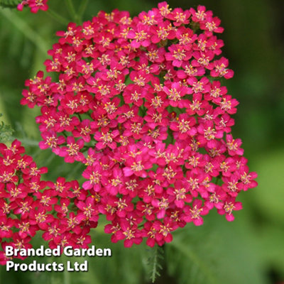 Achillea Cerise Queen 24 Plug Plants - 4