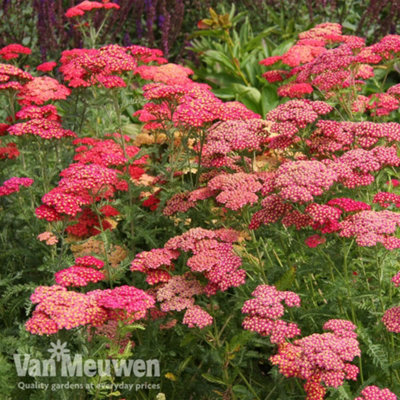 Achillea Cerise Queen 48 Plug Plants