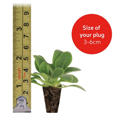 Achillea Cerise Queen 48 Plug Plants