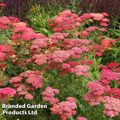 Achillea Cerise Queen 6 Plug Plants