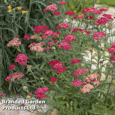 Achillea Cerise Queen 6 Plug Plants