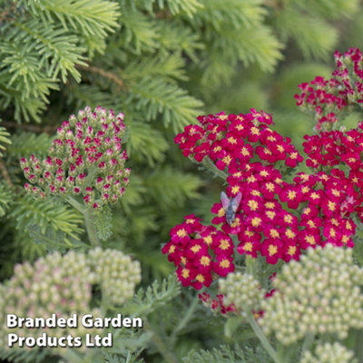 Achillea Cerise Queen 6 Plug Plants - 4