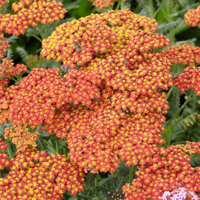 Achillea Walther Funcke - Achillea millefolium, Perennial Herbaceous ...