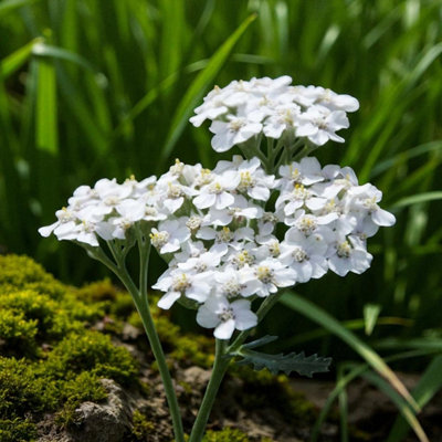 Achillea white beauty, actaea white pearl & brunnera jack frost 9 x ...