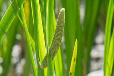 Acorus calamus - 1Ltr Bareroot - Marginal Aquatic Pond Plant