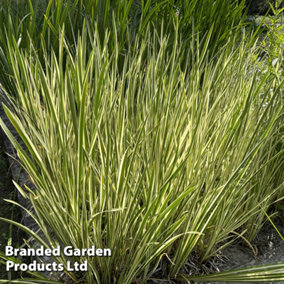 Acorus gramineus Argenteostriatus 14cm Potted Plant x 1