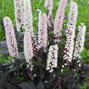 Actaea Chocoholic - Actaea simplex, Perennial Herbaceous Plant (15-30cm Height Including Pot)