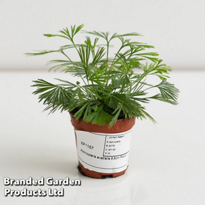 Actiniopteris australis 5.5cm Pot x 1 - 4