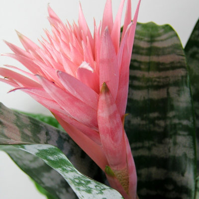 Aechmea fasciata Primera in 15cm Pot - Bromeliad Urn Plant Easy to Care For  - Eye Catching Tropical